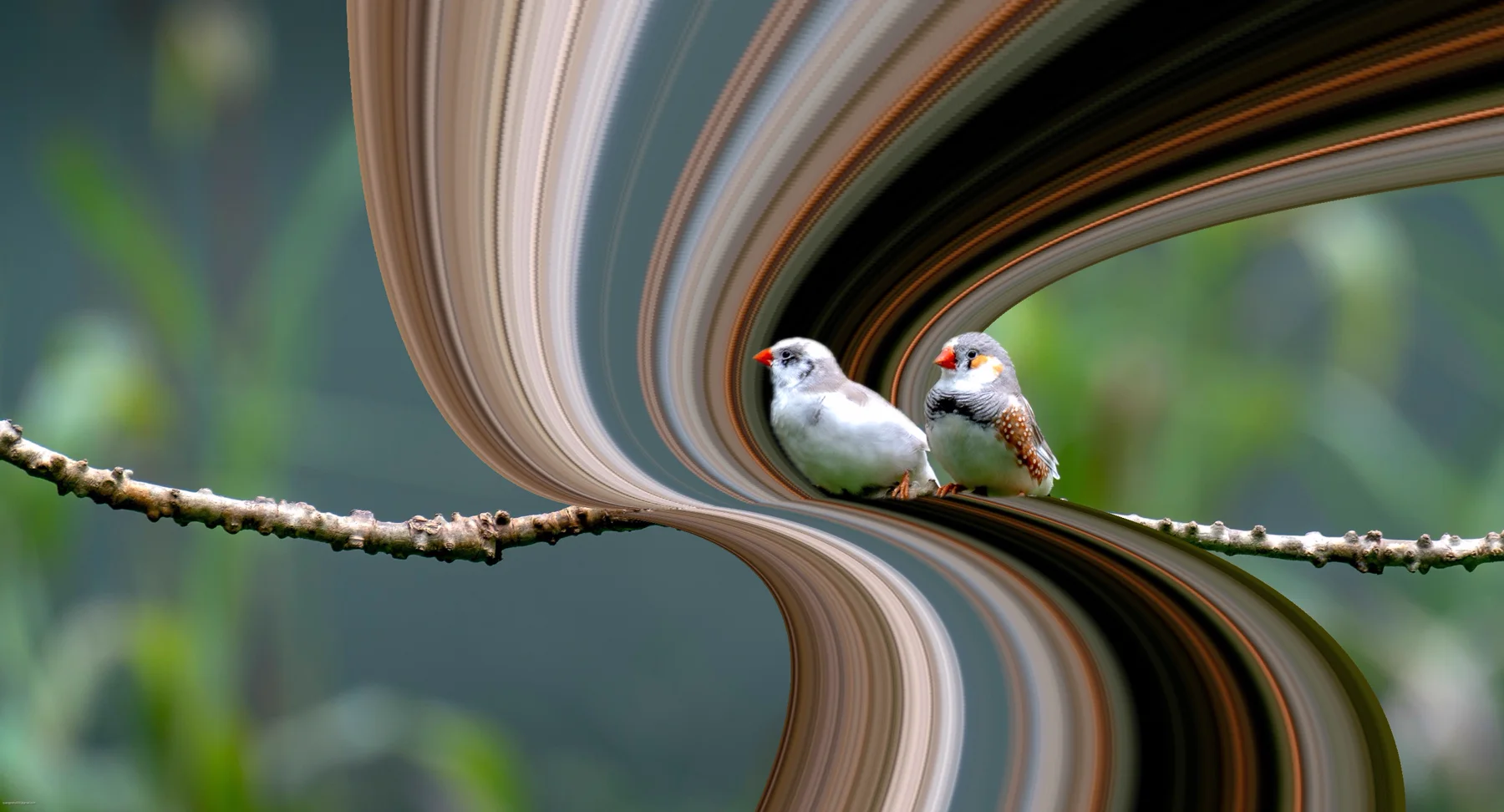 Two white birds perched inside a flowing neutral pixel stretch